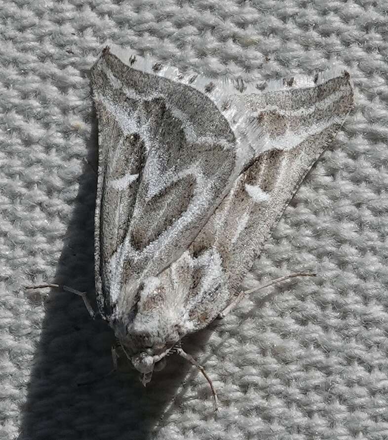 Image of Sagebrush Girdle