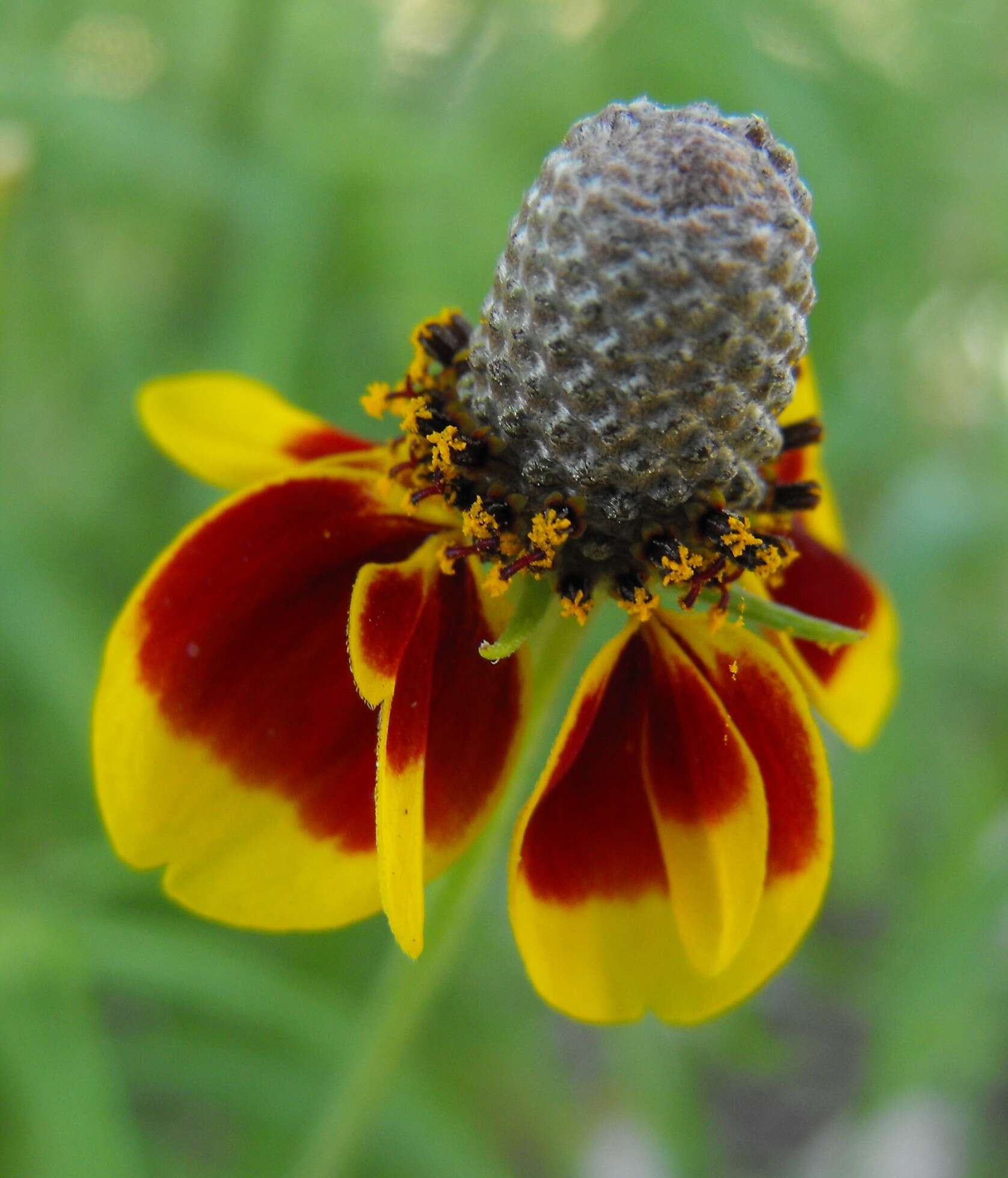 Image of Mexican hat