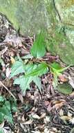 Image of Eupatorium tashiroi Hayata