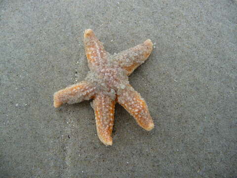 Image of Common sea star