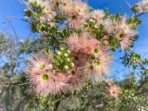 Image of Kunzea pulchella (Lindl.) A. S. George