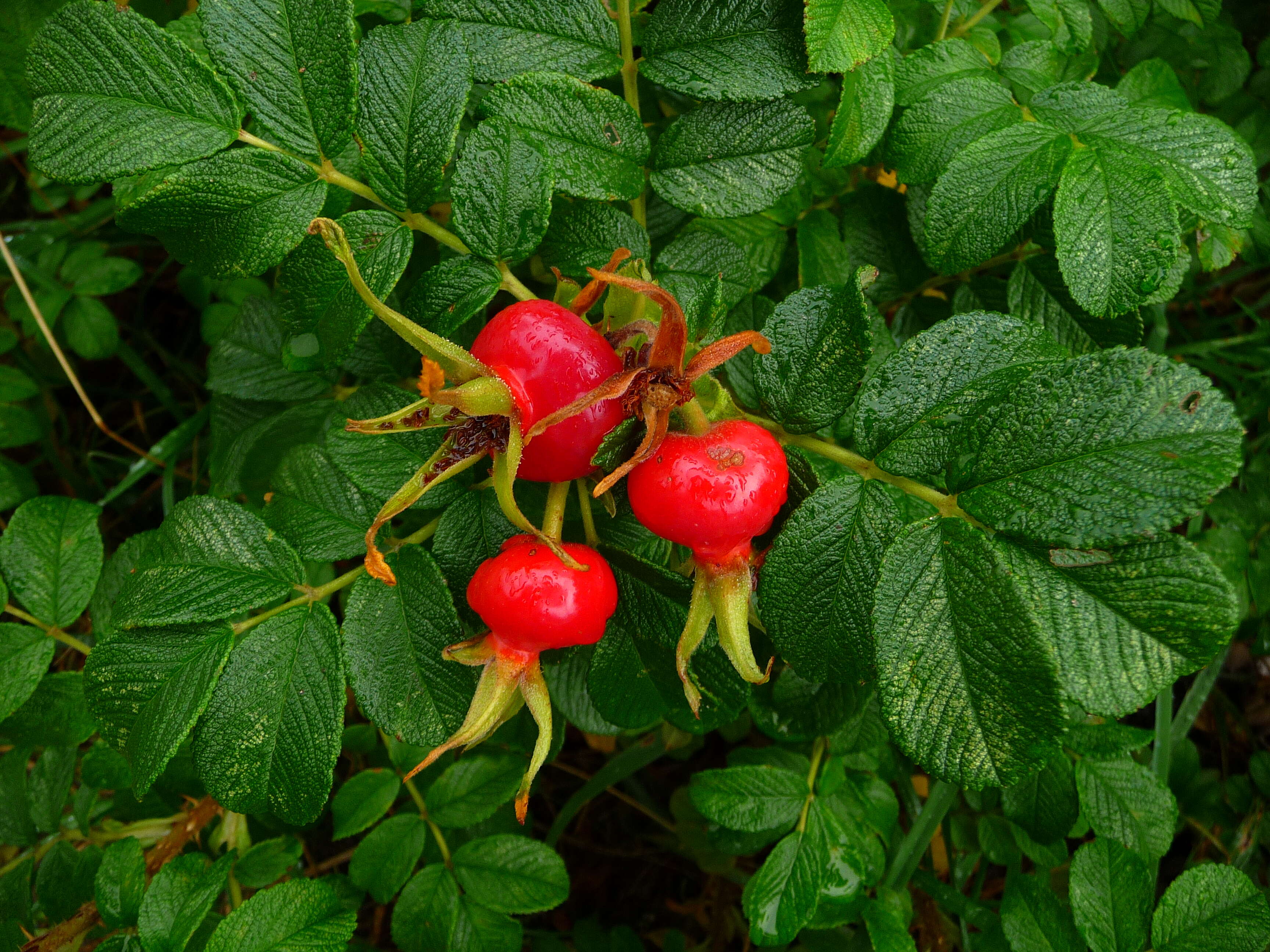 Image of japanese rose