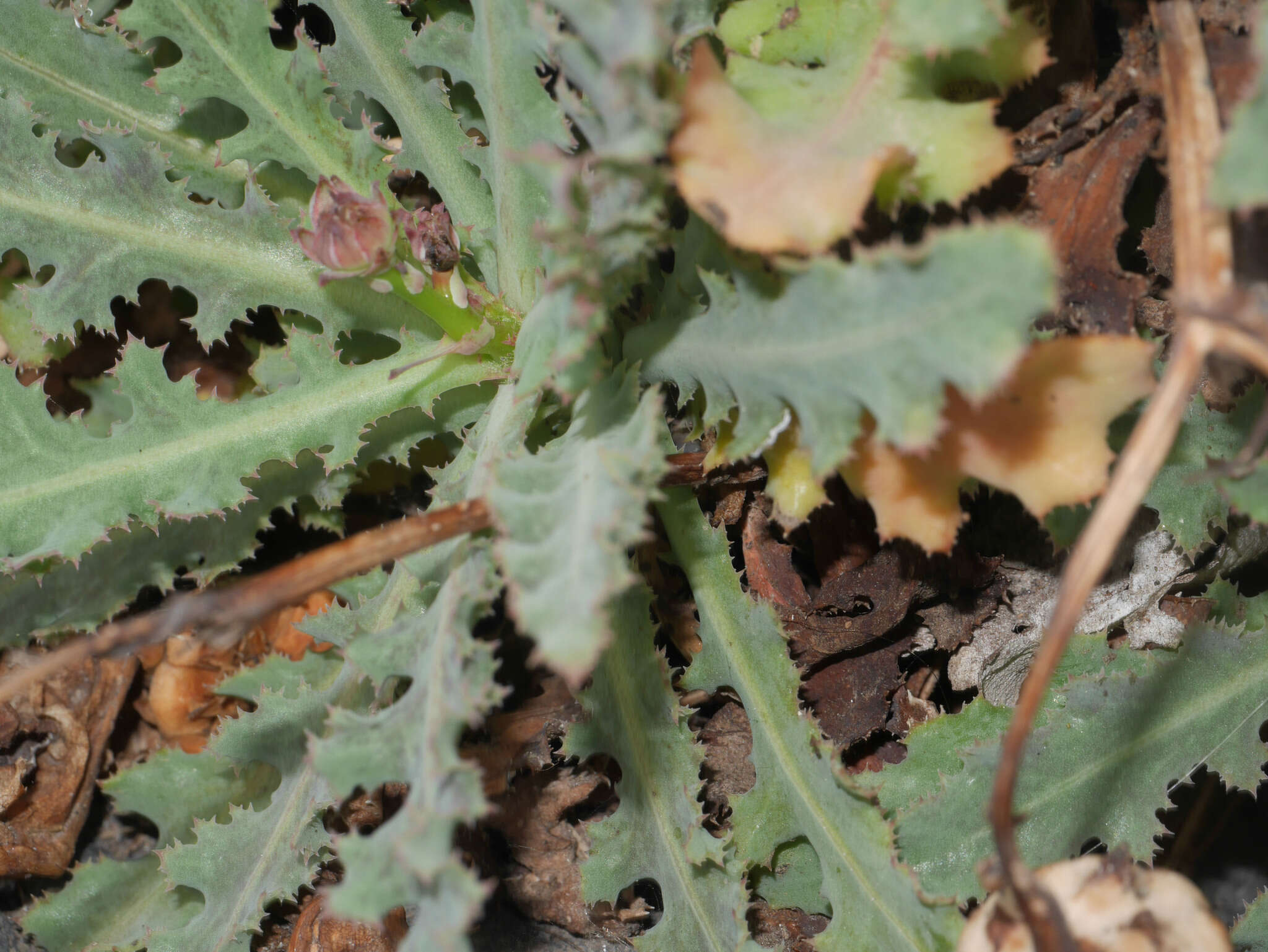 Image of Reichardia ligulata (Vent.) Kunkel & Sunding