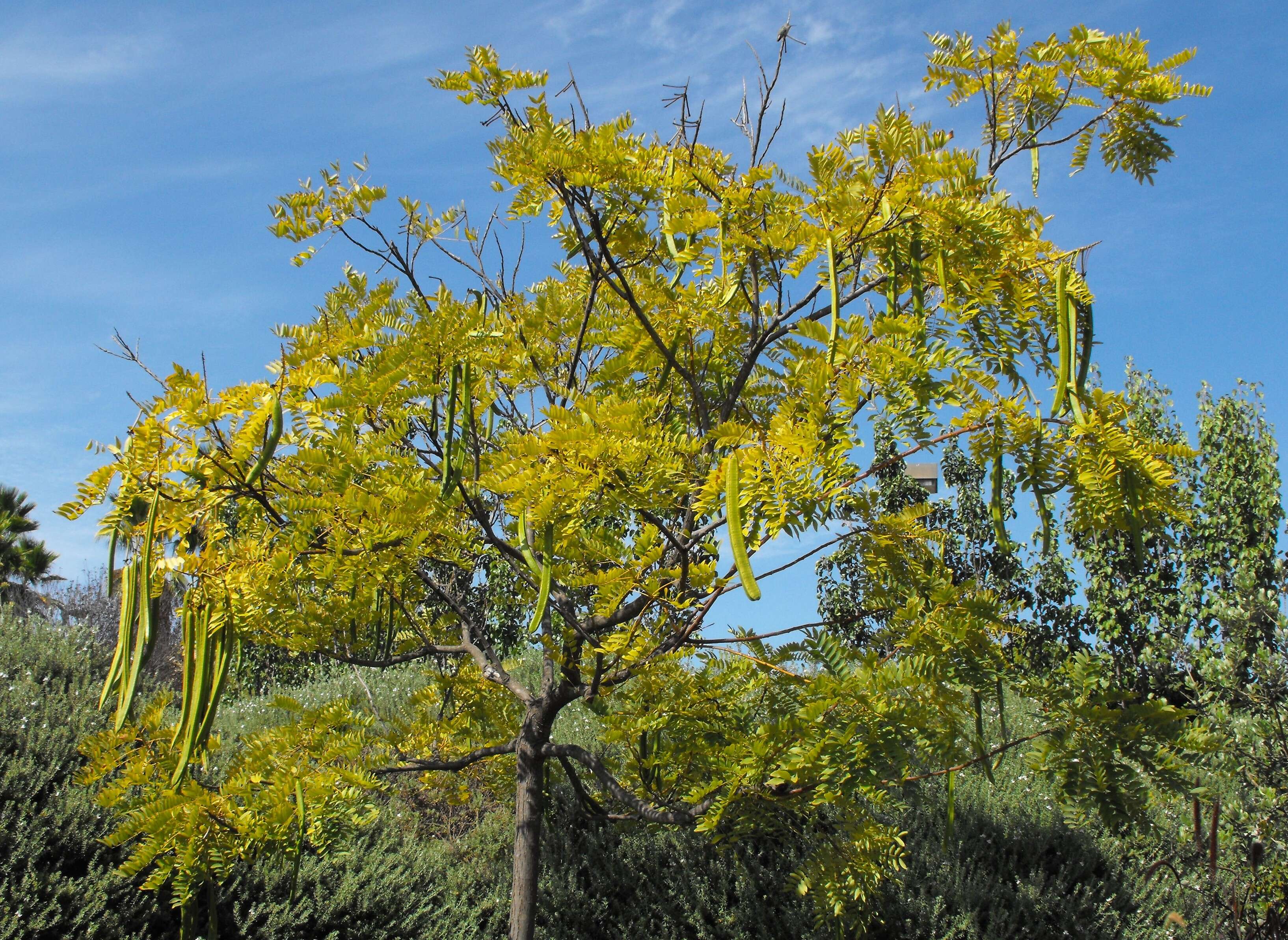 Image of Gold medallion tree
