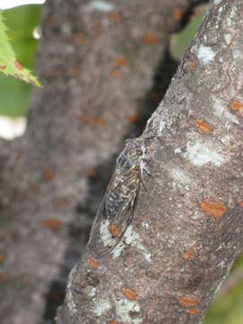 Meimuna opalifera (Walker & F. 1850) resmi