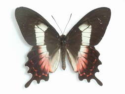 Parides ascanius (Cramer (1775)) resmi