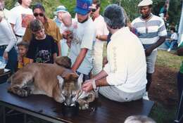 Image of Puma concolor coryi