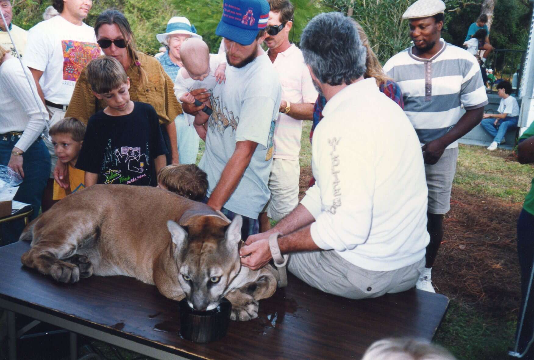 Image of Puma concolor coryi