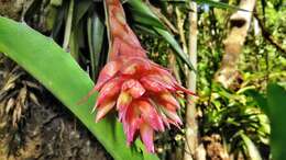 Image of Tillandsia geminiflora Brongn.