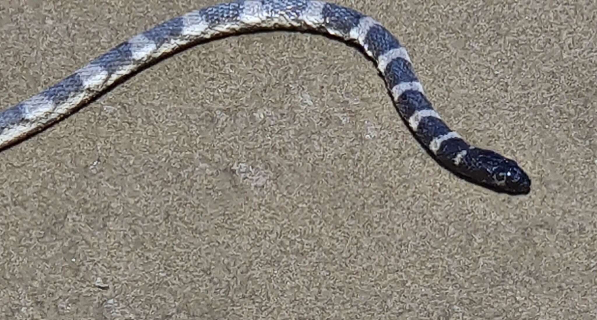 Image of Spectacled or King’s seasnake