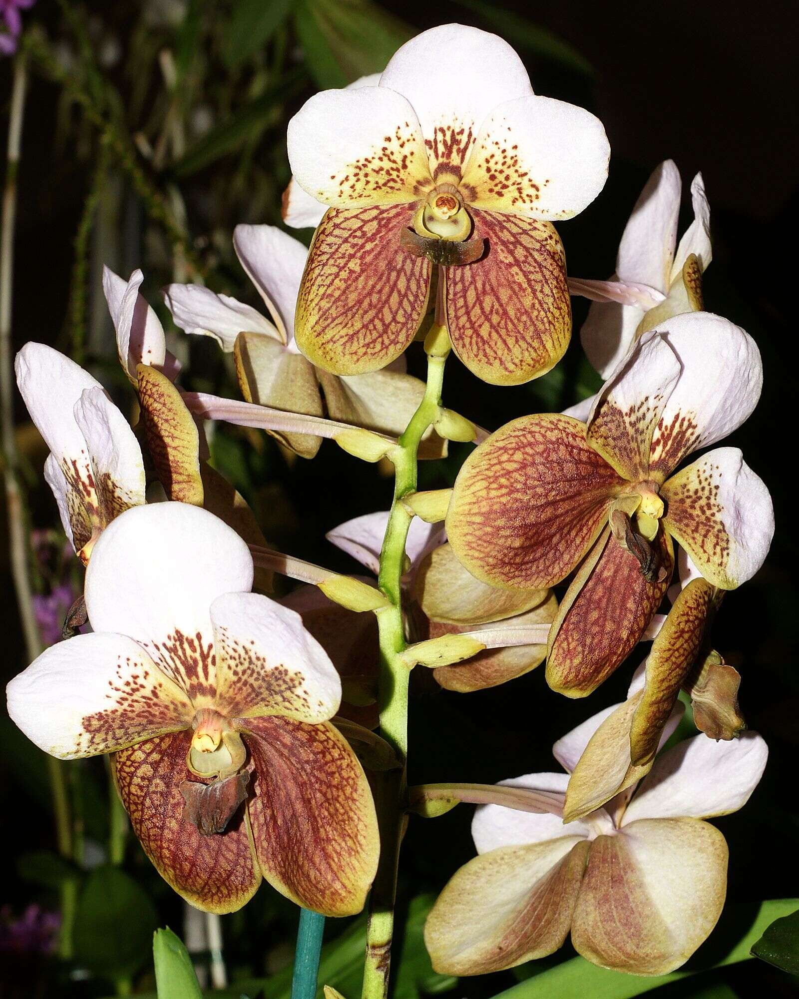 Plancia ëd Vanda sanderiana (Rchb. fil.) Rchb. fil.