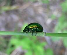 Image of Chrysolina herbacea