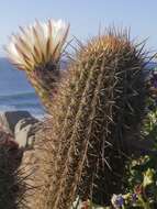 Sivun Trichocereus bolligerianus kuva