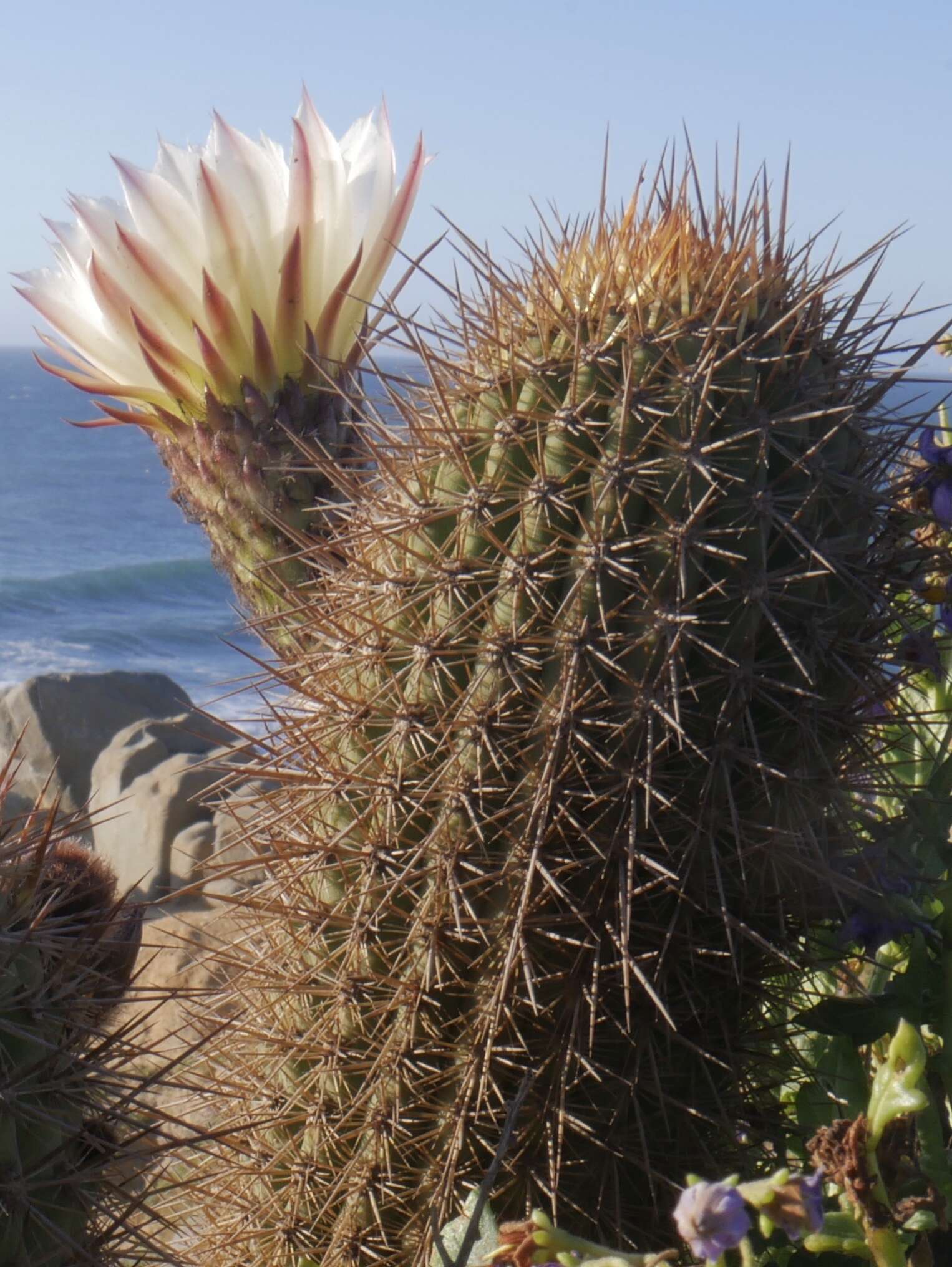 Image of Trichocereus bolligerianus