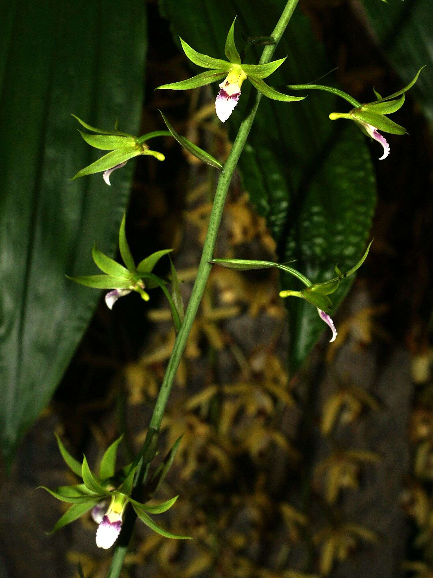 Image of Eulophia euglossa (Rchb. fil.) Rchb. fil. ex Bateman