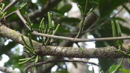 Image of Gnetum edule (Willd.) Blume