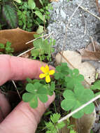 Image of slender yellow woodsorrel