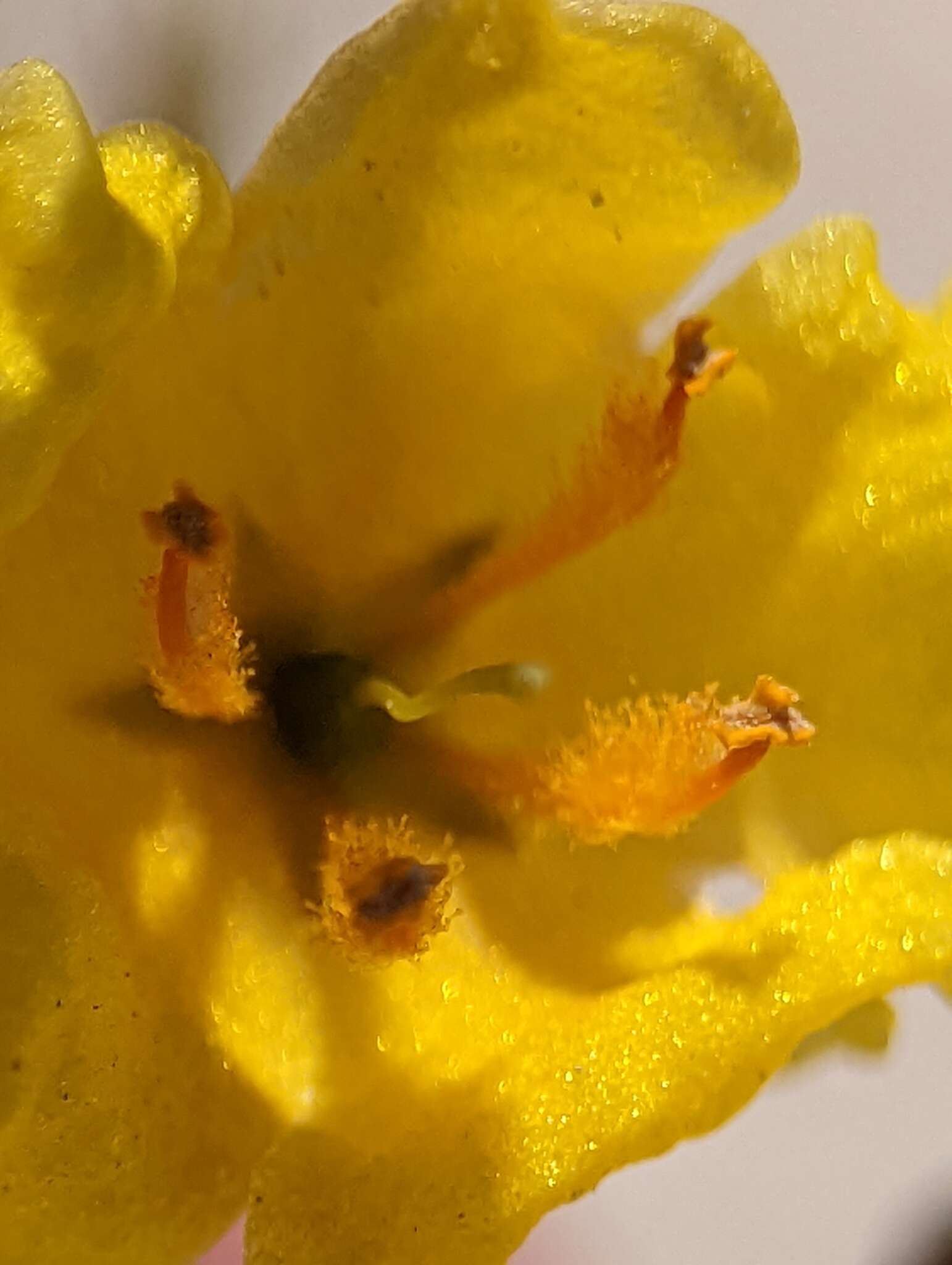 Image of Verbascum pyroliforme subsp. dudleyanum (Hub.-Mor.) Karavel. & Aytaç