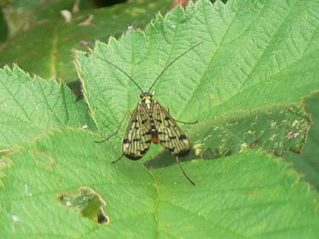 Image of Panorpa germanica Linnaeus 1758