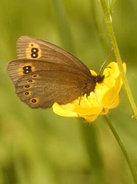 Image of woodland ringlet