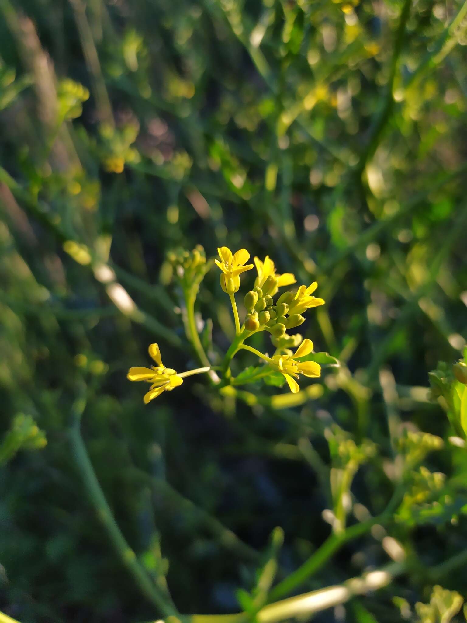 Image of perennial bastardcabbage