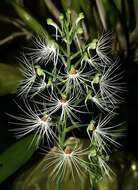 Habenaria medusa Kraenzl. resmi