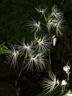 Habenaria medusa Kraenzl. resmi