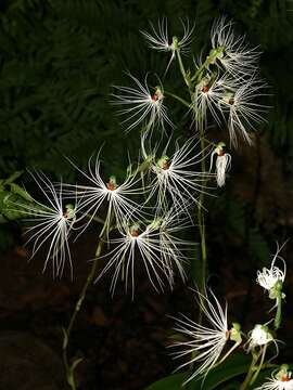 Image de Habenaria medusa Kraenzl.