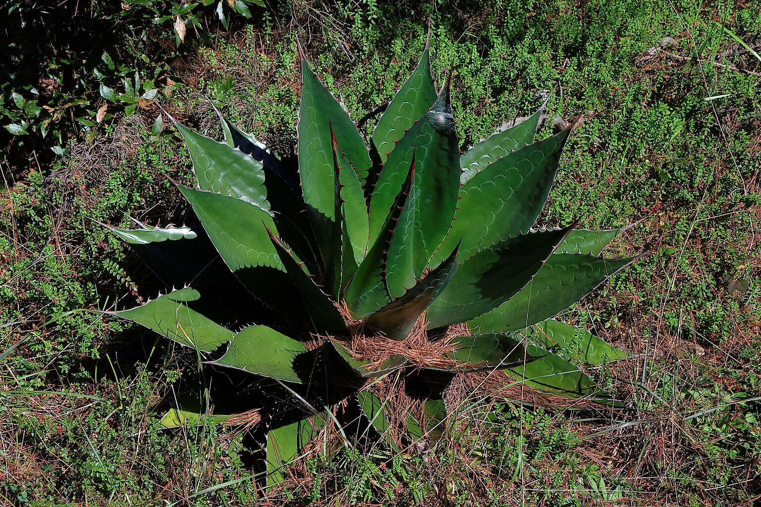 Слика од Agave obscura Schiede ex Schltdl.