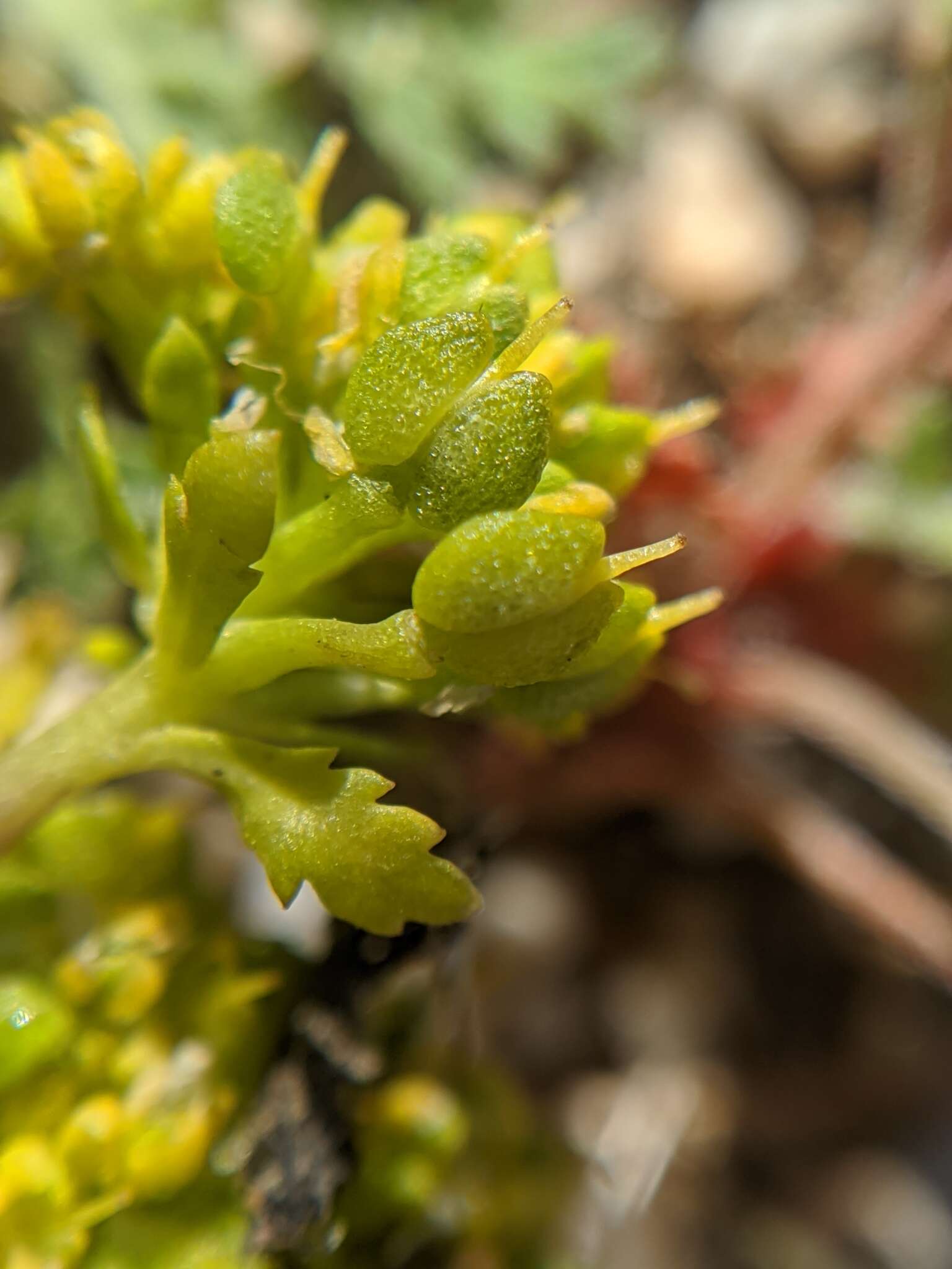 Sivun Lepidium flavum Torr. kuva