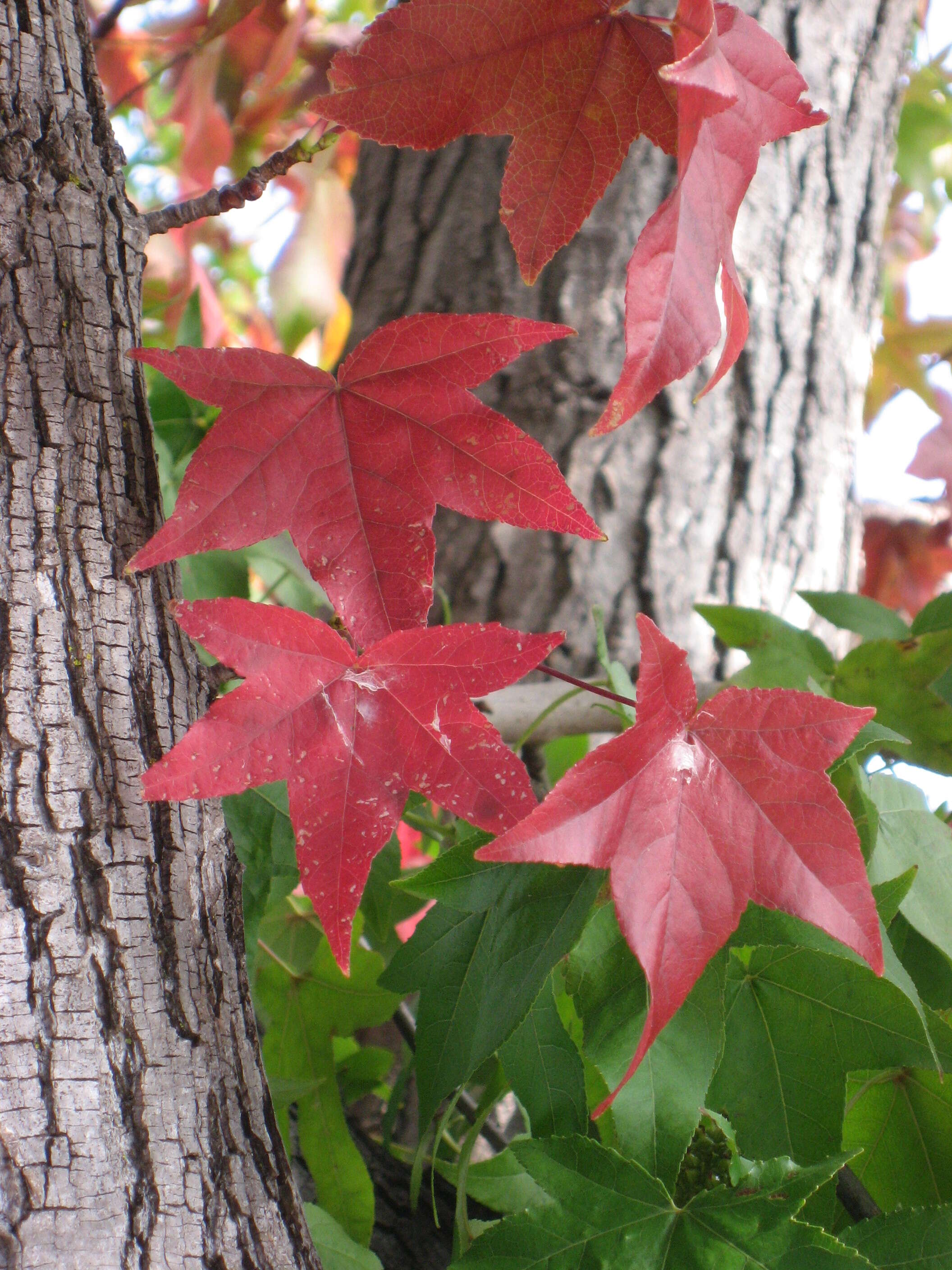 Image of American Sweetgum