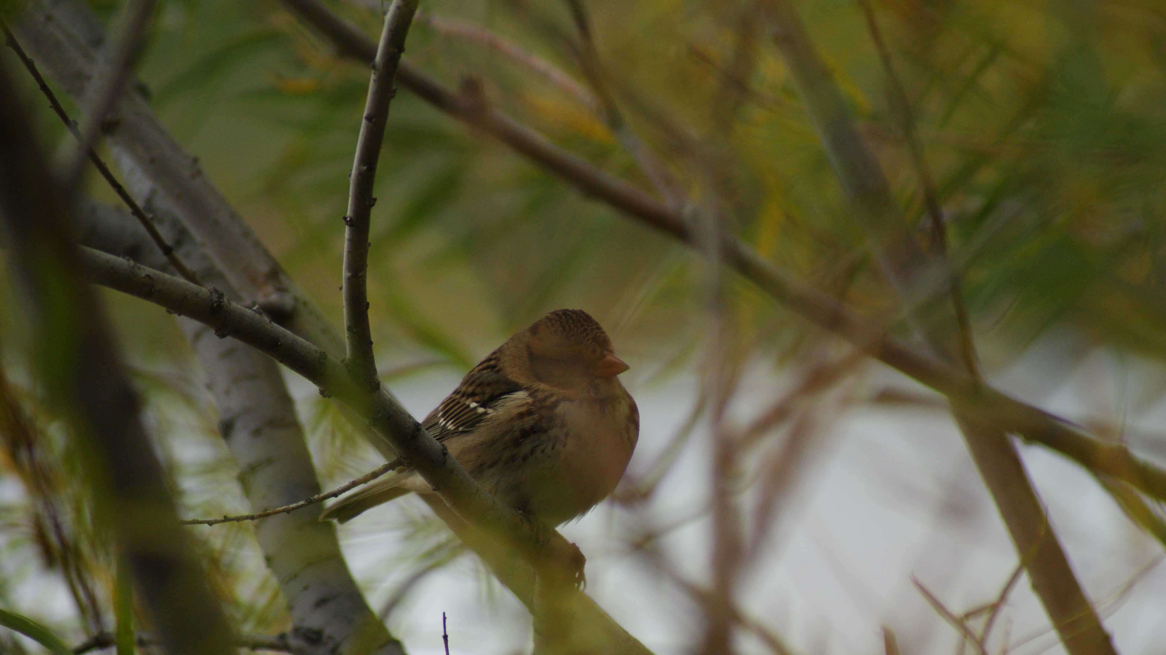 Image of Harris's Sparrow