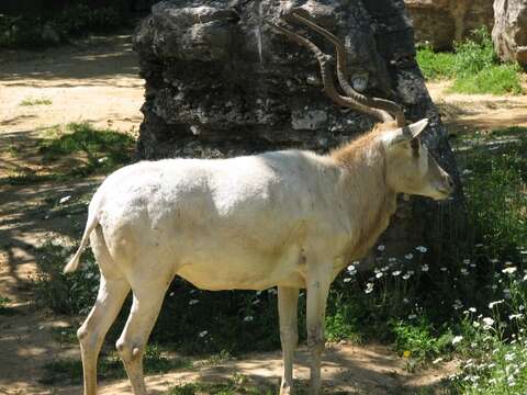 Image of Addax Laurillard 1841