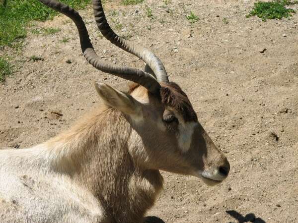 Image of Addax