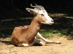 Image of Addra Gazelle