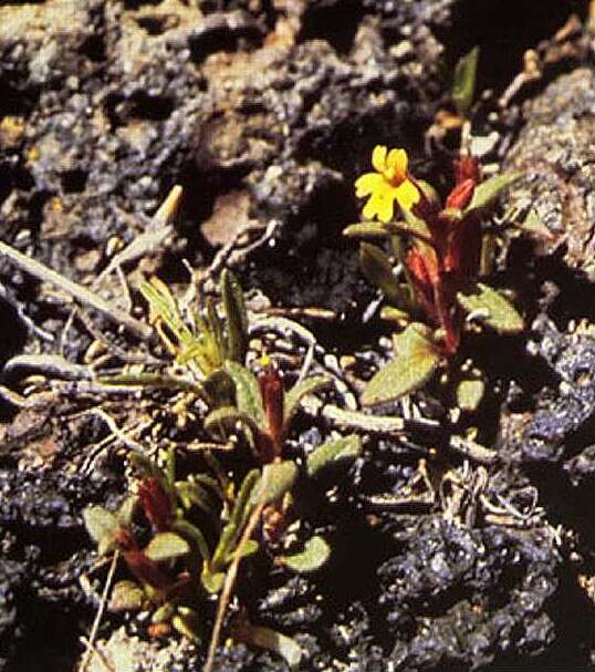 Image of Miniature Monkey-Flower