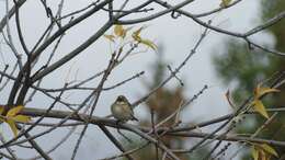 Image of Myrtle Warbler