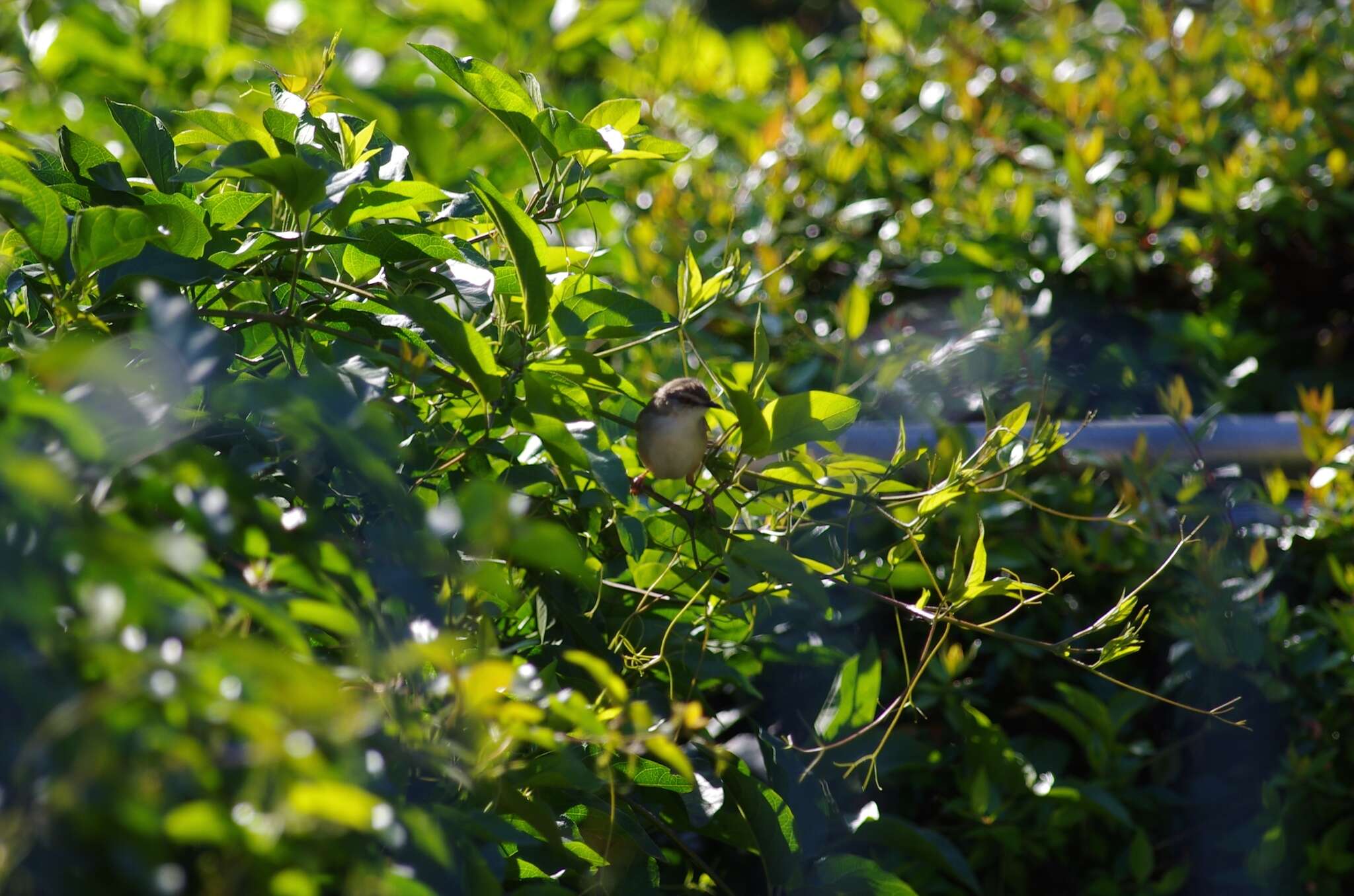 Image of Tawny-flanked Prinia