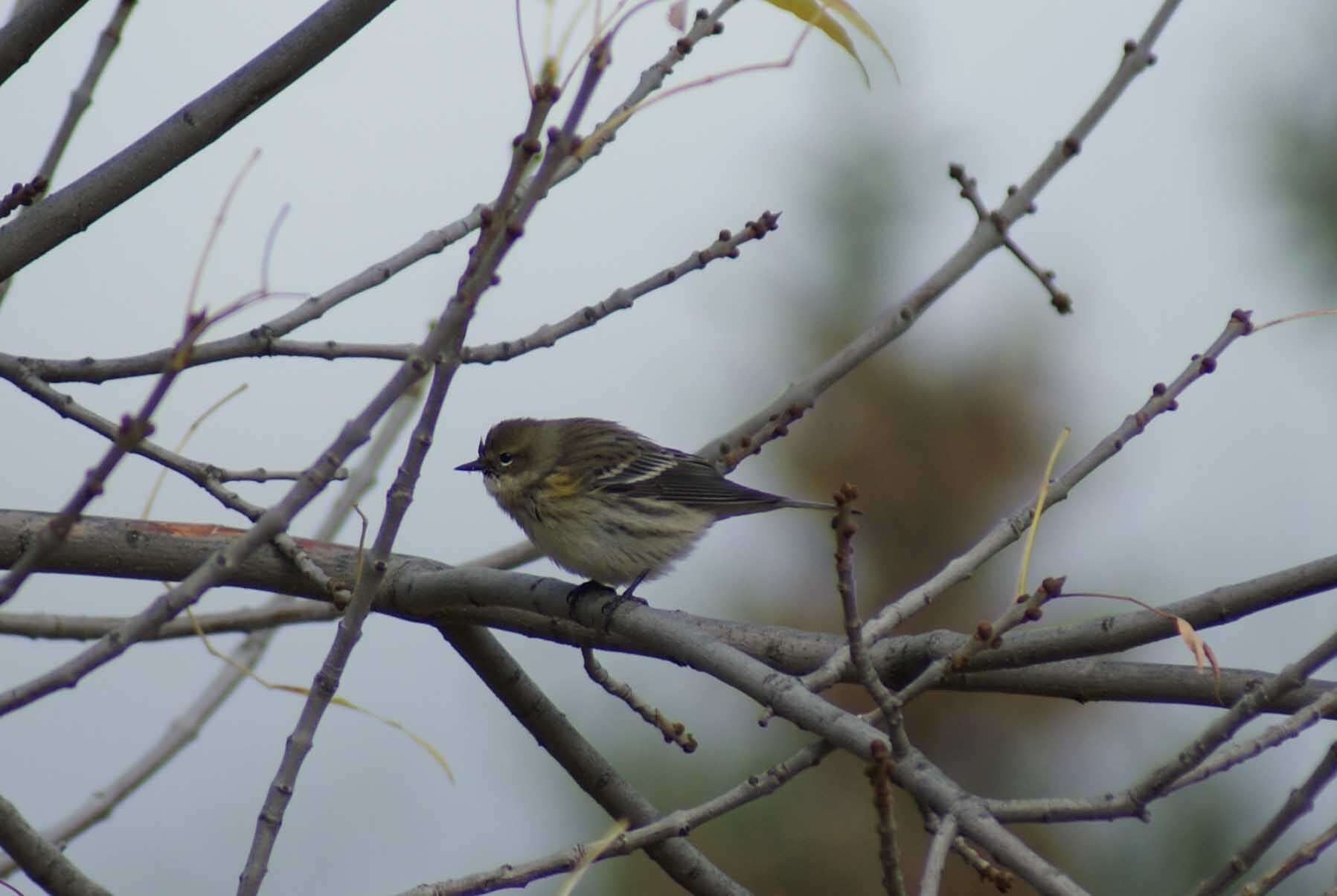 Image of Myrtle Warbler