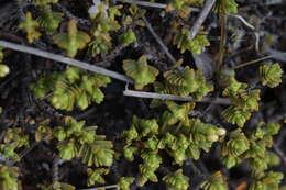 Image of Pimelea prostrata var. alpina Cheesem.