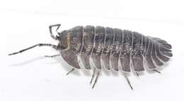 Image of Armadillidium peraccae Tua 1900