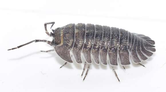 Image of Armadillidium peraccae Tua 1900