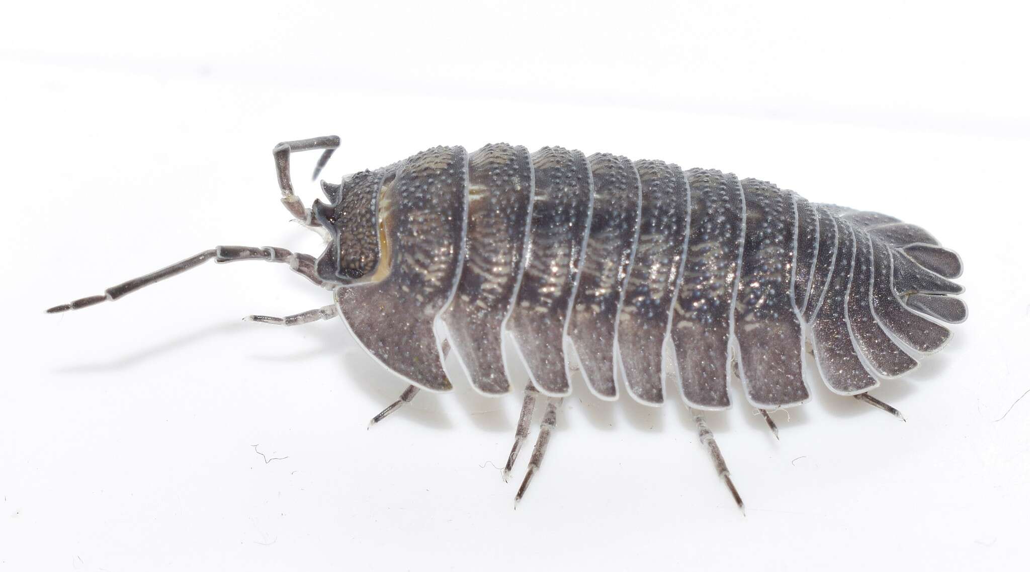 Image of Armadillidium peraccae Tua 1900