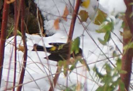 Image de Paruline à croupion jaune