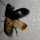 Image of Coleoptera