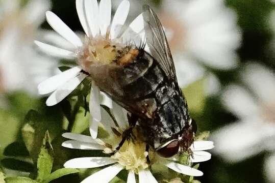 Sivun Belvosia unifasciata (Robineau-Desvoidy 1830) kuva