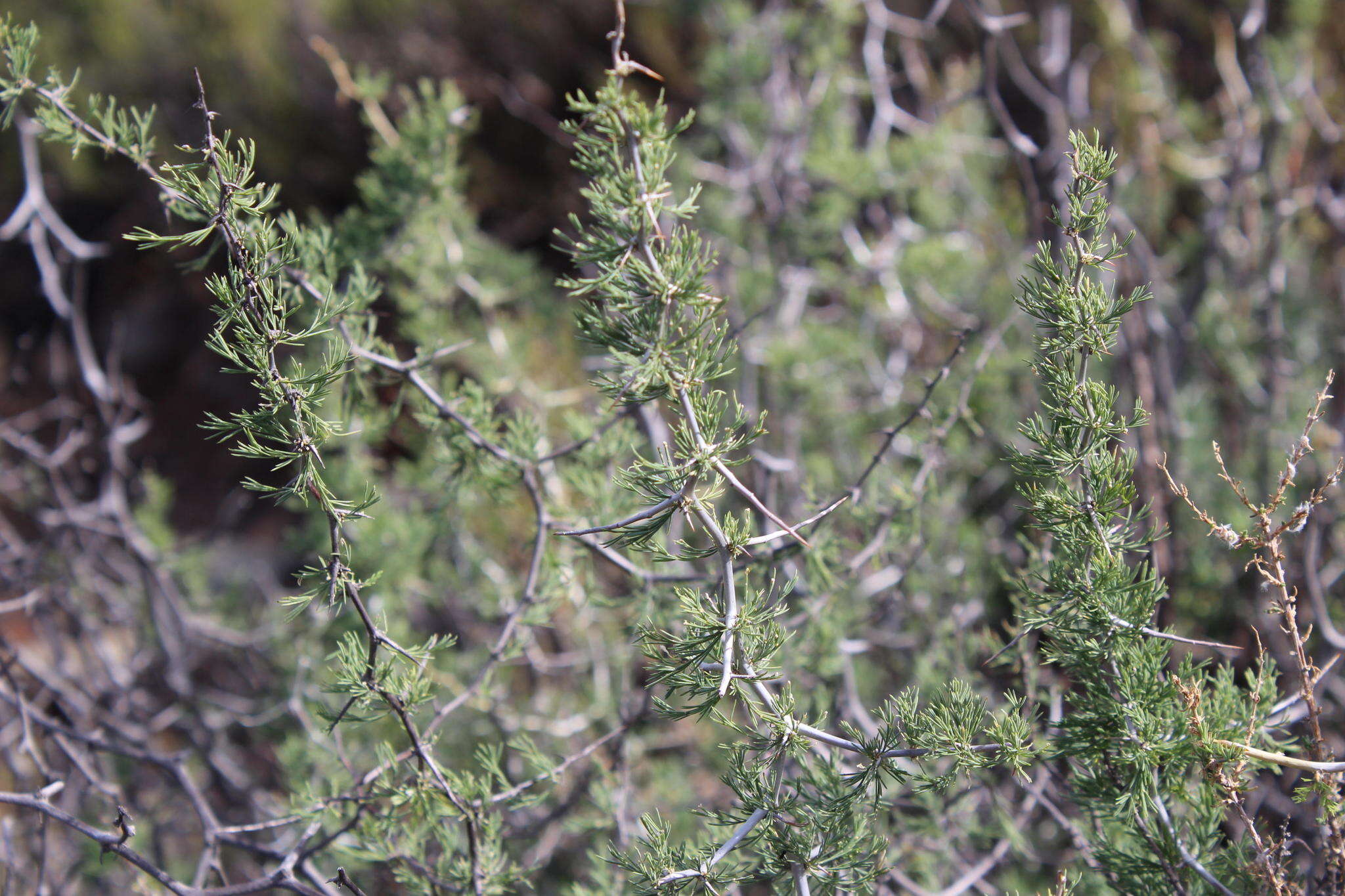 Image of Asparagus burchellii Baker