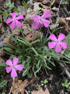 Слика од Silene caroliniana subsp. wherryi (Small) R. T. Clausen