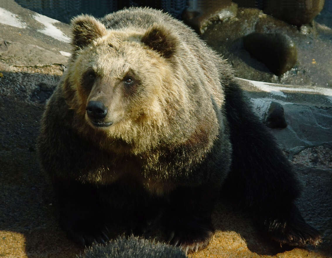 Image of Ussuri brown bear