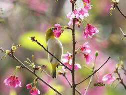 Image of Japanese White-eye